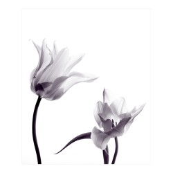 Estor de Tulipanes Blanco y Negro | Elegante y Moderno