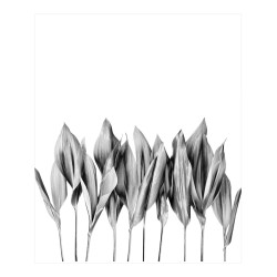 Estor Moderno Blanco y Negro | Diseño Minimalista Botánico | A Medida