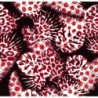  Estores Estampado Flores Tropical 003